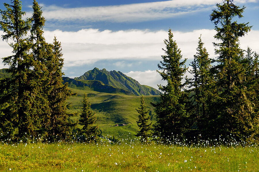 Green mountain landscape with fir trees and flowering meadows under a blue sky.