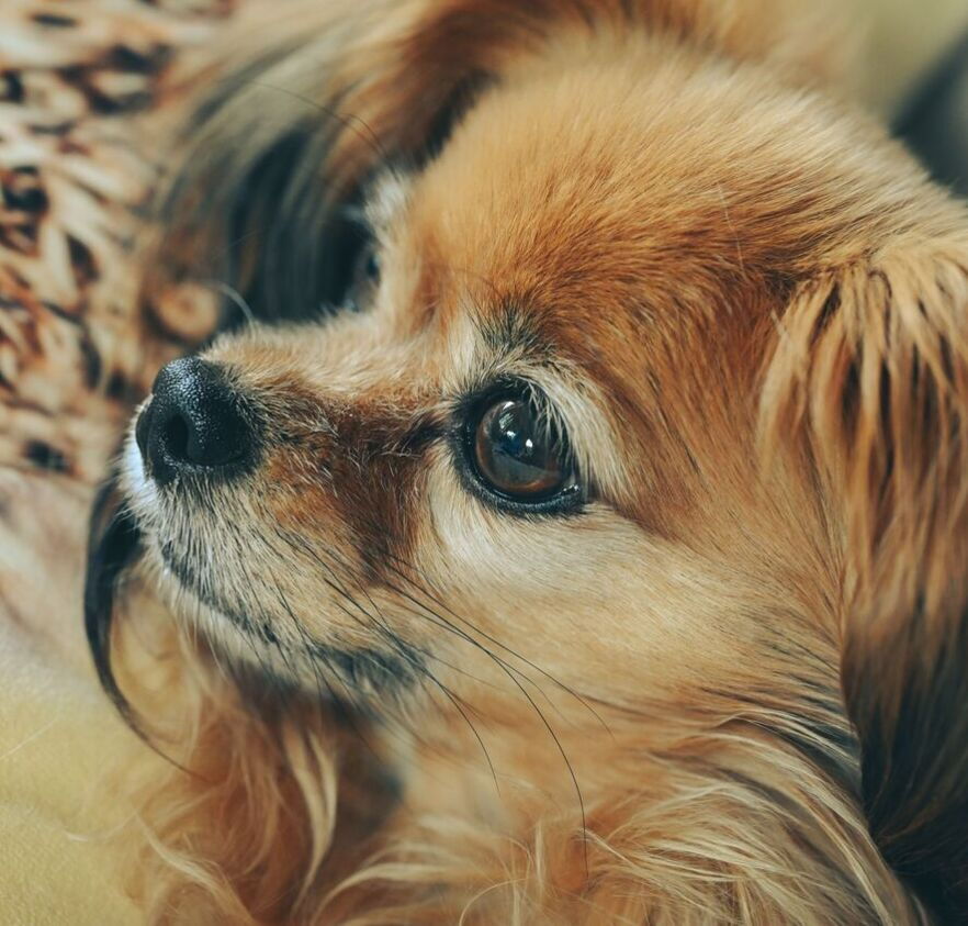Nahaufnahme von einem kleinen braunen Hund, der aufmerksam zur Seite blickt