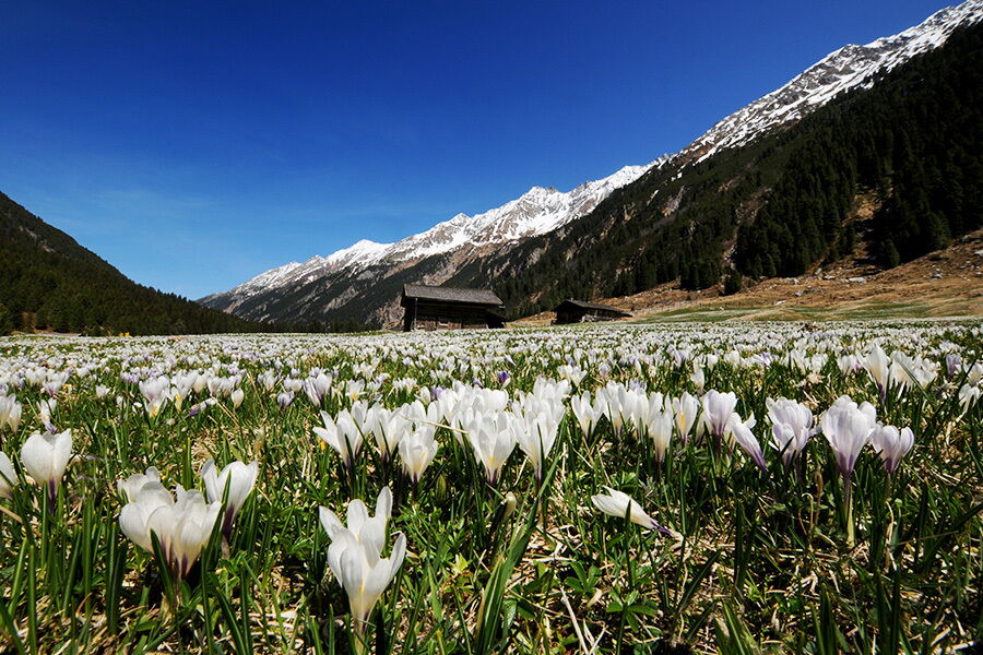 Weiße Krokusblüten vor schneebedeckten Bergen und blauen Himmel im Hintergrund
